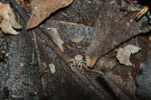 Ozyptila sp.
